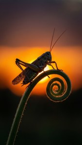 Silhouette at Sunset