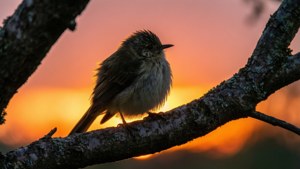 Silhouette at Sunset
