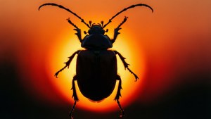 Silhouette at Sunset
