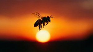 Silhouette Bee