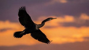 Silhouette Darter
