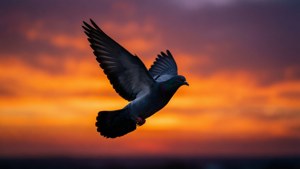 Silhouette Dove Sunset