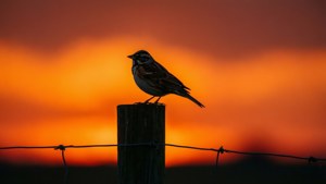 Silhouette Lark at Sunset