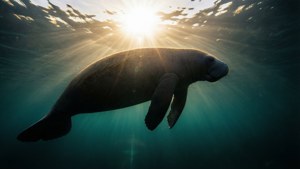 Silhouette Manatee