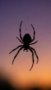 Silhouette Spider