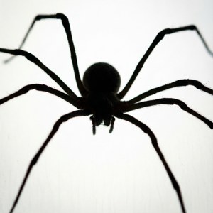 Silhouette Spider