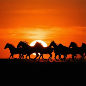 Silhouette Sprint
