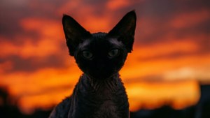 Silhouette Sunset