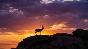 Silhouette Sunset Rock