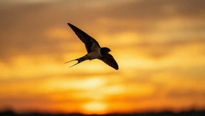 Silhouette Swallow Sunset