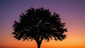 Silhouette Tree Ombre