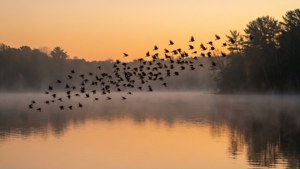 Silhouettes at Dawn