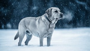 Silver Labrador in Snow