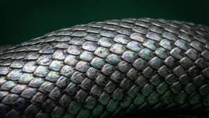 Silver Snake Scales Macro