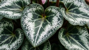 Silver Vein Cyclamen Leaves