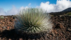 Silversword on Cinders