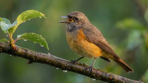 Singing Redstart at Dawn