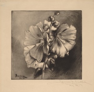 Single Hollyhocks
