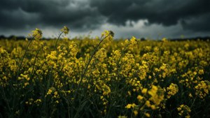 Sinister Flower Field