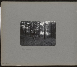 [Site of Thoreau's Cabin]
