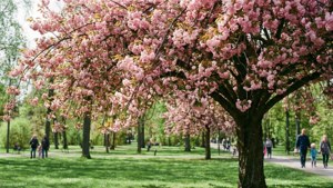 Skövde Spring Blossoms