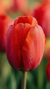 Skagit Tulip Macro