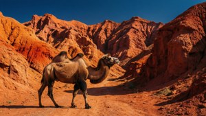 Skazka Canyon Camel