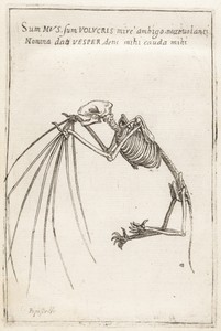 Skeleton of a Bat