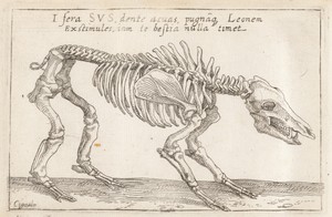 Skeleton of a Boar