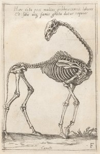 Skeleton of a Camel