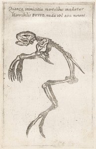 Skeleton of a Frog
