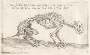 Skeleton of a Quadruped