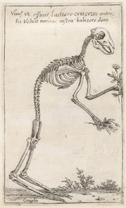 Skeleton of a Rabbit