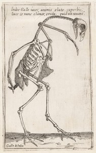 Skeleton of a Turkey