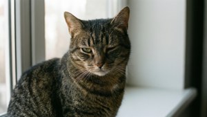 Skeptical Cat Window