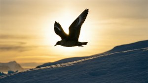 Skua at Sunrise