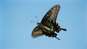 Sky Dancer