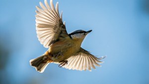 Sky Flight Titmouse