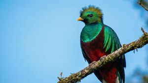 Sky Perch