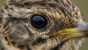 Skylark Macro