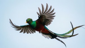 Skyward Bound
