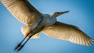 Skyward Flight Egret