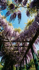 Skyward Wisteria