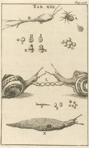 Slakken XIII