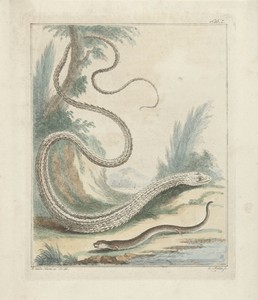 Slanghagedis en wormhagedis