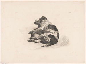 Slapende hond