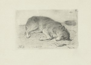 Slapende hond