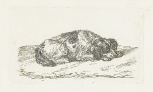 Slapende hond met kop rustend op voorpoten