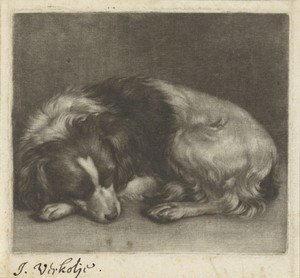 Slapende hond, mogelijk een spaniël