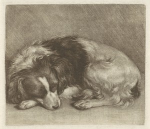 Slapende hond, mogelijk een spaniël